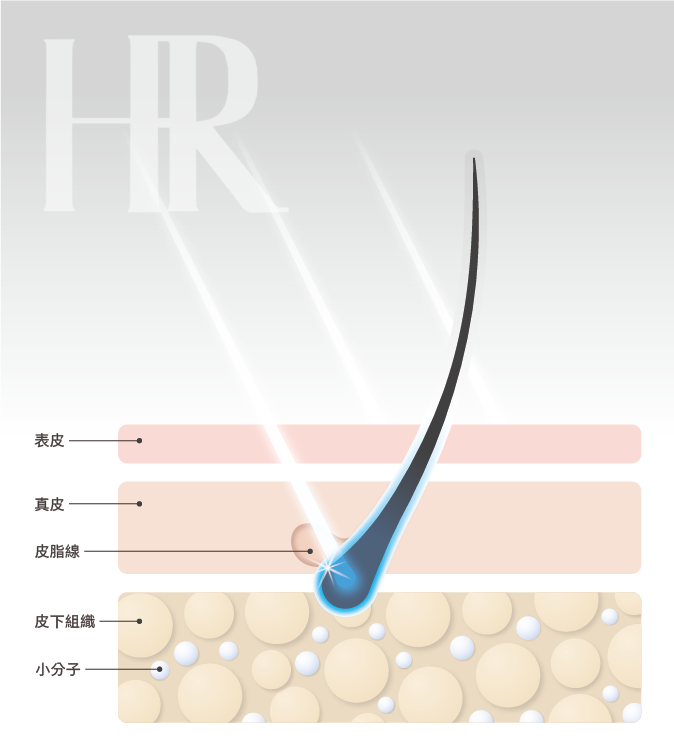 5D絨密紋髮皮膚層說明